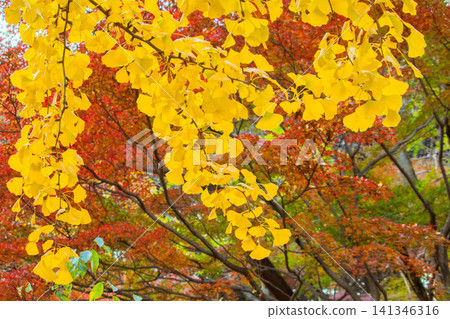 Autumn leaves (ginkgo and maple) Autumn leaves (ginkgo and maple) 141346316