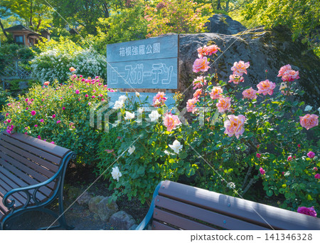 箱根強羅公園玫瑰園的拍照點,玫瑰正值盛開。 箱根強羅公園玫瑰園的拍照點,玫瑰正值盛開。 141346328