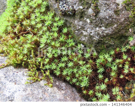 Moss growing between rocks Moss growing between rocks 141346404