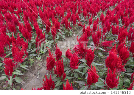Bunches of red petals Cockscomb flower or Crested celosia blossom in the garden. Bunches of red petals Cockscomb flower or Crested celosia blossom in the garden. 141346513