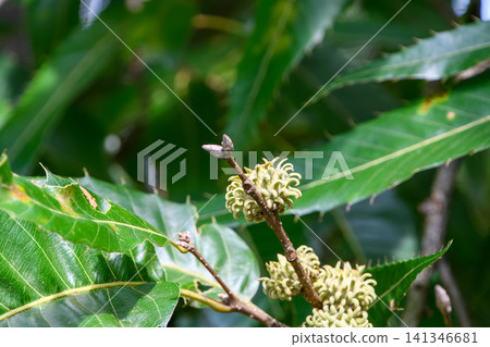 夏日林間,鋸齒櫟樹枝繁葉茂,結滿了嫩小的果實。 夏日林間,鋸齒櫟樹枝繁葉茂,結滿了嫩小的果實。 141346681