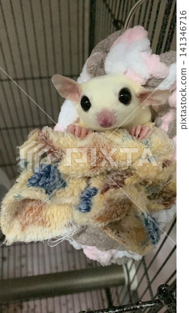 Flying squirrels resting in a hammock Flying squirrels resting in a hammock 141346716