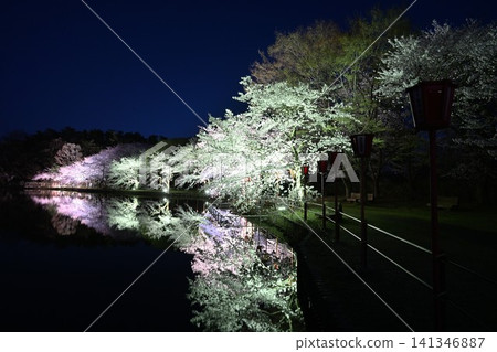 Cherry blossoms illuminated at night at Benten-gata Scenic Park (Seiro-machi, Niigata Prefecture) Cherry blossoms illuminated at night at Benten-gata Scenic Park (Seiro-machi, Niigata Prefecture) 141346887
