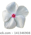 white flower isolated on white 141346908
