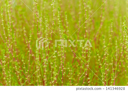 Bathed in soft light, the lush green stems and textures of the kochia plants stretch out beautifully. Bathed in soft light, the lush green stems and textures of the kochia plants stretch out beautifully. 141346928