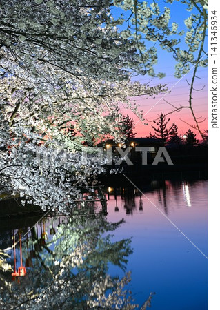 Cherry blossoms at night in Benten-gata Scenic Park (Seiro-machi, Niigata Prefecture) Cherry blossoms at night in Benten-gata Scenic Park (Seiro-machi, Niigata Prefecture) 141346934