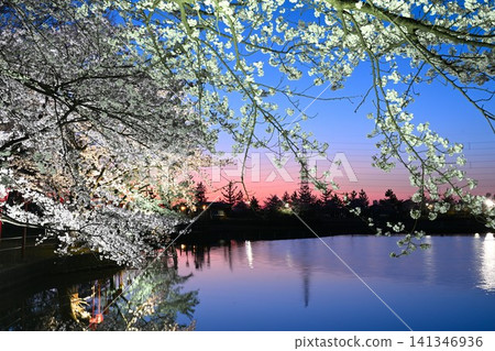 Cherry blossoms at night in Benten-gata Scenic Park (Seiro-machi, Niigata Prefecture) 141346936