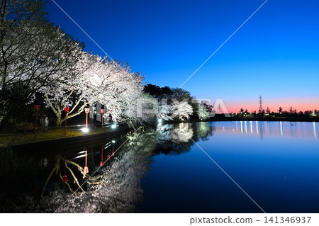 Cherry blossoms at night in Benten-gata Scenic Park (Seiro-machi, Niigata Prefecture) Cherry blossoms at night in Benten-gata Scenic Park (Seiro-machi, Niigata Prefecture) 141346937