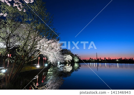 Cherry blossoms at night in Benten-gata Scenic Park (Seiro-machi, Niigata Prefecture) Cherry blossoms at night in Benten-gata Scenic Park (Seiro-machi, Niigata Prefecture) 141346943