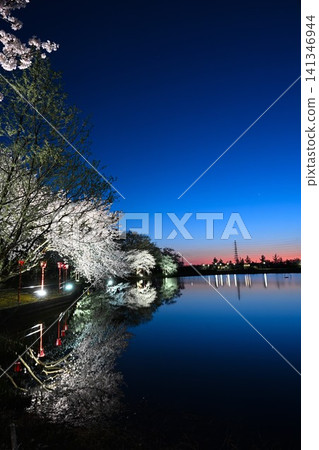 Cherry blossoms at night in Benten-gata Scenic Park (Seiro-machi, Niigata Prefecture) Cherry blossoms at night in Benten-gata Scenic Park (Seiro-machi, Niigata Prefecture) 141346944