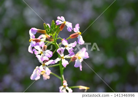Radish flowers blooming in the Unohama hot spring resort area (Joetsu City, Niigata Prefecture) 141346996
