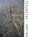 Top view of the crooked splayed branches of a withered tree in the Tianmenshan Mountains in China 141347212