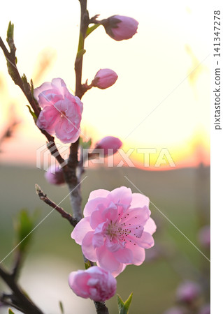 夕陽映照下的桃花 夕陽映照下的桃花 141347278