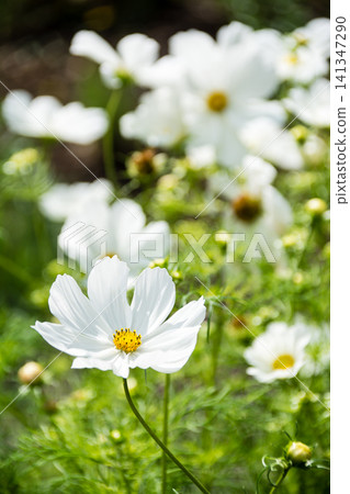 White cosmos flowers in full bloom under the bright sunshine in the park at Chiswick House in west London. White cosmos flowers in full bloom under the bright sunshine in the park at Chiswick House in west London. 141347290