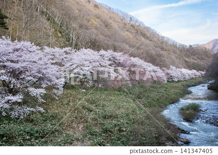 山間河岸邊櫻花盛開。 山間河岸邊櫻花盛開。 141347405