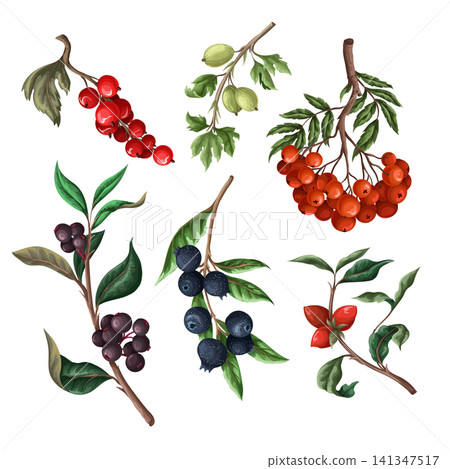 Berries, such as rowan, blueberries and other isolated. Vector. Berries, such as rowan, blueberries and other isolated. Vector. 141347517