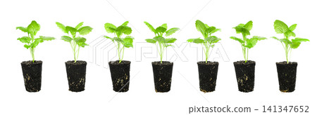 row of seven green sprouts of young plants in clods of earth on an isolated white background row of seven green sprouts of young plants in clods of earth on an isolated white background 141347652