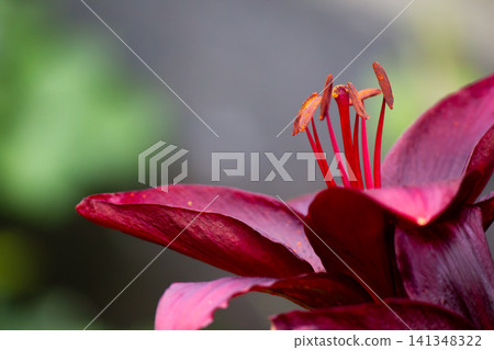 Macro shot of dark red lily flower pistil and stamen Macro shot of dark red lily flower pistil and stamen 141348322