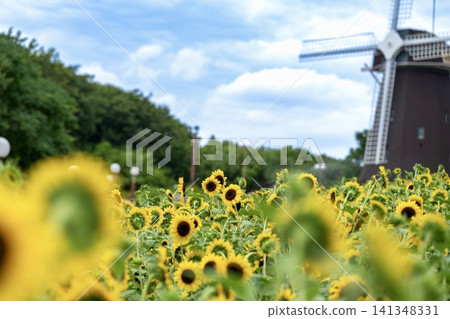 A breathtaking view of sunflower fields and windmills in summer. 141348331