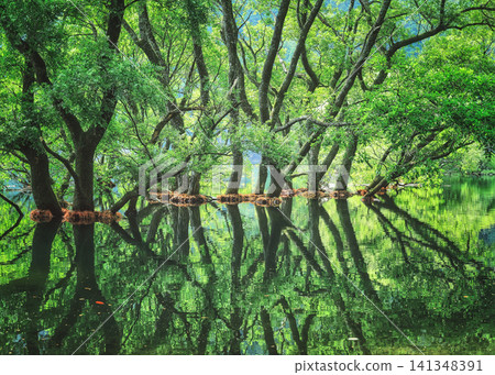 The labyrinthine forest on the water's surface The labyrinthine forest on the water's surface 141348391