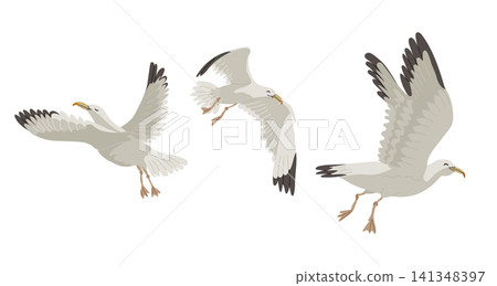 Three illustrations of a seagull in various flying positions, showcasing wings in different stages of movement against a plain white background Three illustrations of a seagull in various flying positions, showcasing wings in different stages of movement against a plain white background 141348397