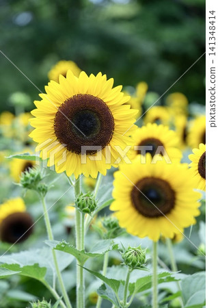 Beautiful sunflowers bathed in summer sunlight Beautiful sunflowers bathed in summer sunlight 141348414