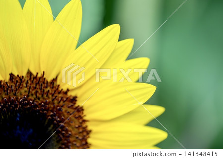 A close-up of beautiful sunflowers bathed in summer sunlight. A close-up of beautiful sunflowers bathed in summer sunlight. 141348415