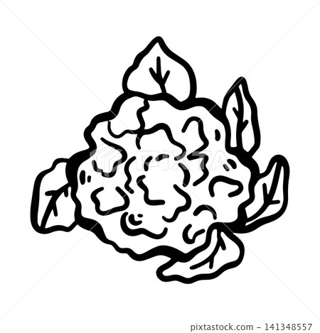 Hand-drawn doodle cauliflower illustration isolated on a white background. Simple black outline vegetable sketch for menus, restaurants, food packaging, labels Hand-drawn doodle cauliflower illustration isolated on a white background. Simple black outline vegetable sketch for menus, restaurants, food packaging, labels 141348557