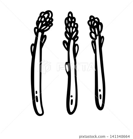Hand-drawn doodle asparagus illustration isolated on a white background. Simple black outline vegetable sketch for menus, restaurants, food packaging, labels, stickers 141348664