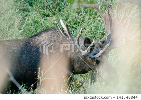 阿拉斯加駝鹿 56 阿拉斯加駝鹿 56 141348844