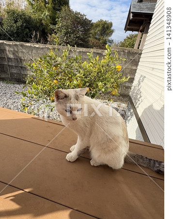 A cat relaxing in the garden A cat relaxing in the garden 141348908