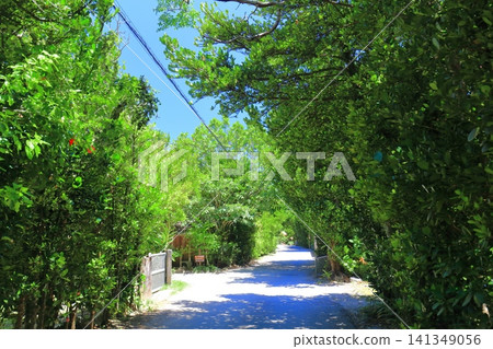 [Okinawa Prefecture] Bise Fukugi Tree-lined Street in Summer 141349056