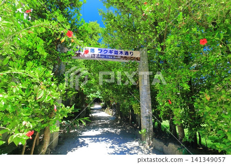 [Okinawa Prefecture] Bise Fukugi Tree-lined Street in Summer 141349057
