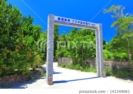 [Okinawa Prefecture] Summertime Fukugi Tree-lined Street in Bise (End point) 141349061