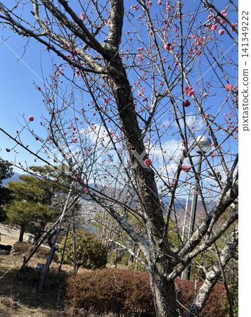 御殿場山 御殿場山 141349222