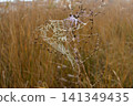 Close-up photograph of a delicate spider web covered with sparkling dew droplets, stretched between dried wild plant stems in a natural meadow. Peaceful autumn nature scene. Wildlife, fragility 141349435