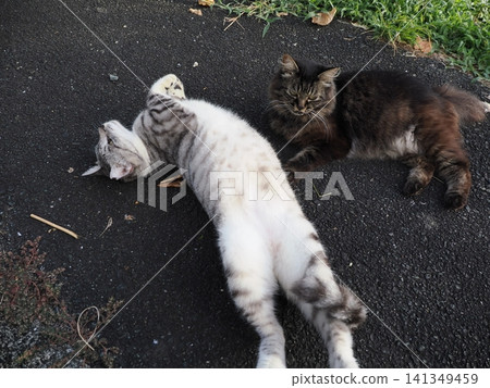 A cute cat lying down A cute cat lying down 141349459