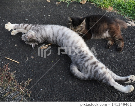 A cute cat lying down 141349461