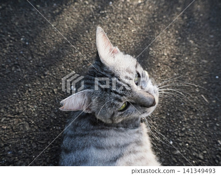 A cute cat lying down A cute cat lying down 141349493