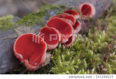 Scarlet elf cup fungi (Sarcoscypha sp.) on moss covered decaying wood on forest floor - stock photo Scarlet elf cup fungi (Sarcoscypha sp.) on moss covered decaying wood on forest floor - stock photo 141349523