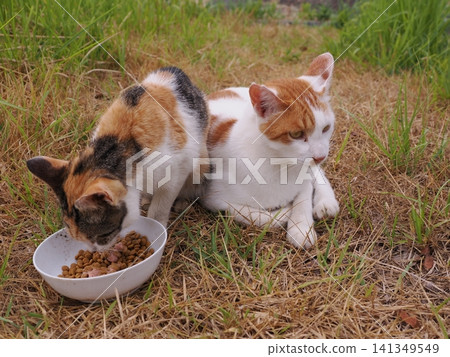 Cute cherry blossom cats living together in a group Cute cherry blossom cats living together in a group 141349549