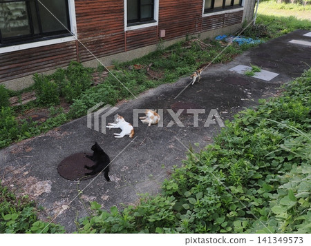 一群可愛的櫻花貓生活在一起 一群可愛的櫻花貓生活在一起 141349573