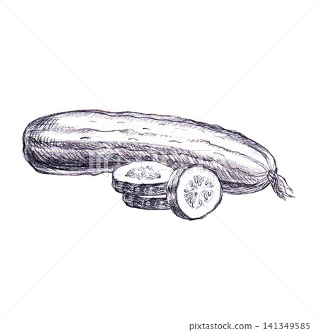 Whole cucumber and stack of sliced pieces hand drawn graphite pencil sketch. Natural botanical culinary organic element ideal for healthy salad recipes, fresh produce packaging, vegan cafe menu art. Whole cucumber and stack of sliced pieces hand drawn graphite pencil sketch. Natural botanical culinary organic element ideal for healthy salad recipes, fresh produce packaging, vegan cafe menu art. 141349585