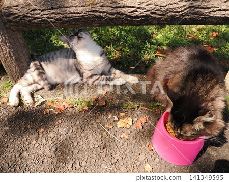 公園裡住著一群可愛的櫻花貓 公園裡住著一群可愛的櫻花貓 141349595