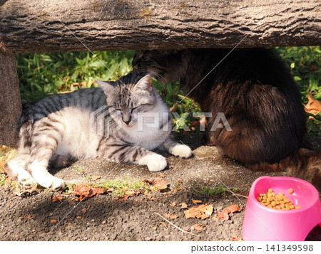 Cute cherry blossom cats living together in the park Cute cherry blossom cats living together in the park 141349598