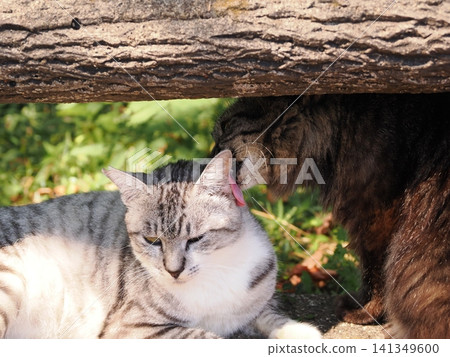 Cute cherry blossom cats living together in the park Cute cherry blossom cats living together in the park 141349600