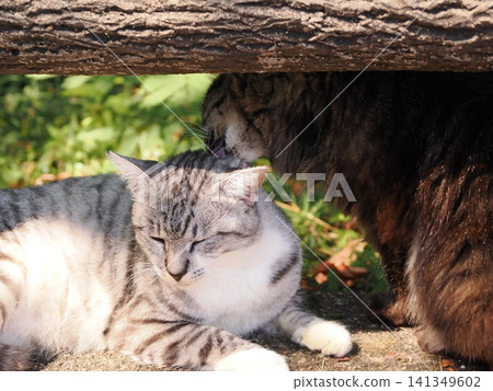 公園裡住著一群可愛的櫻花貓 公園裡住著一群可愛的櫻花貓 141349602