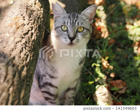 公園裡住著一群可愛的櫻花貓 公園裡住著一群可愛的櫻花貓 141349603
