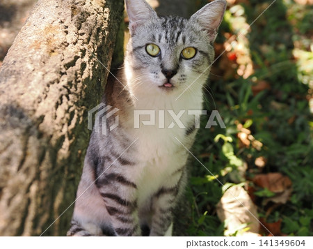Cute cherry blossom cats living together in the park Cute cherry blossom cats living together in the park 141349604
