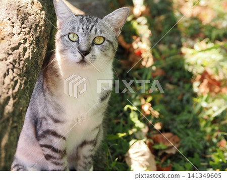 公園裡住著一群可愛的櫻花貓 公園裡住著一群可愛的櫻花貓 141349605